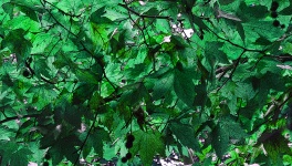 Painted Leaf Canopy Background