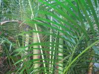 Palm Type Bamboo