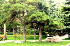 Peaceful Park