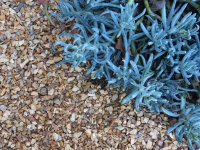 Pebbles And Succulent Plants