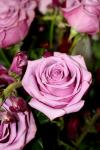 Perfect Lavender Rose Bouquet