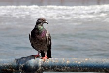 Pigeon At Beach #1