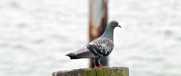 Pigeon On Pier Piling