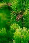 Pine Cones On A Branch