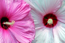 Pink And White Hibiscus Flower