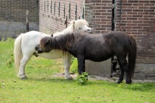 Pony Love