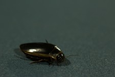 Predaceous Diving Beetle Bug