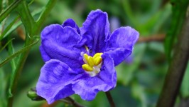 Purple Nightshade Flower