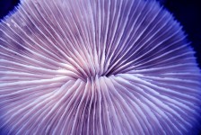Purple Texture Coral