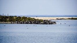 Raft Of Pelicans