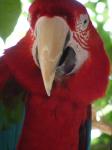 Red And Gold Macaw