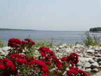 Red Roses By Sea