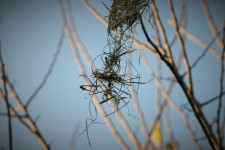 Remnants Of Weaver's Nest