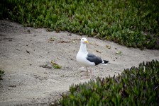 Seagull Among The Iceplant