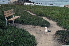 Seagull And Bench By The Sea