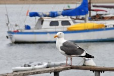 Seagull At Harbor #2