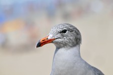 Seagull Face