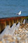 Seagull On A Wooden Pole