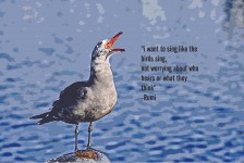 Seagull Song