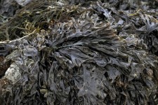 Seaweed Background