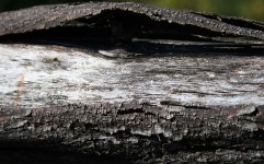Separating Bark On Dead Wood