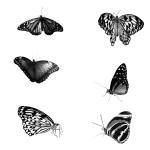 Six Butterflies