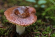Small Brown Wild Mushroom