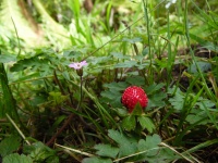 Small Wild Strawberry