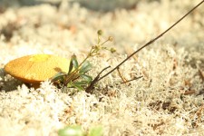 Small Yellow Mushroom White Lichen