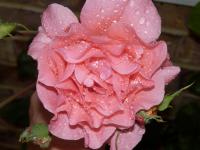Sparkling Wet Rose