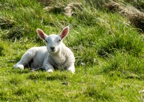 Spring Lamb In The Sunshine