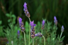 Stalk With Lavender Bloom