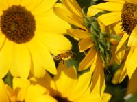 Sunflower And Honeybee