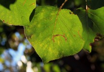 Sunlight On Green Leaf
