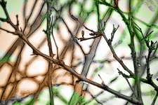 Tangled Branches Background