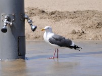 Thirsty Seagull #1