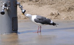 Thirsty Seagull #2