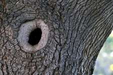 Tree Knothole