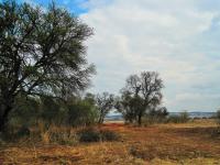 Trees And Veld