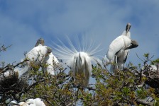 Tropical Birds Nesting