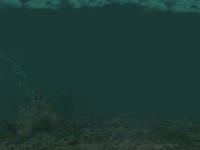 Tropical Underwater Background