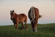 Two Brown Horses In Pasture