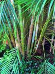 Type Of Bamboo Palm