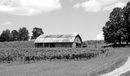 Vineyards Of North Georgia, USA