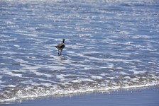 Wading Gull At The Beach