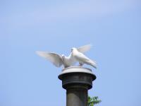 White Doves