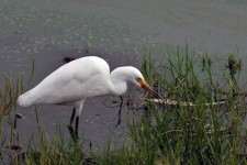 White Egret In The Marsh