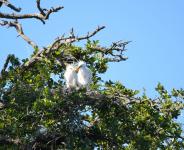 White Herons Nesting
