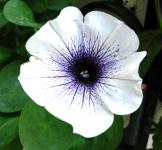 White Petunia Flower
