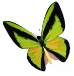 Yellow Birdwing Butterfly